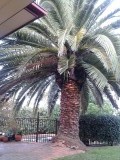 Palmboom als parasol