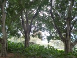 Hyde Park