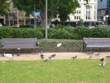 Hum.. De duiven hier lijken op de duiven van thuis, boring!