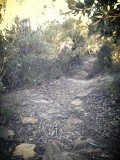 The Blue Mountains