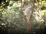 Yes, mijn eerste gespotte koala!