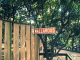 Wallaroos kangaroos