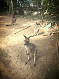 Grey Kangaroos