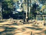 Grey kangaroos