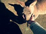 Koala Park