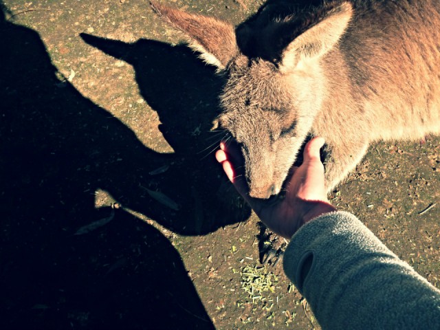 Koala Park