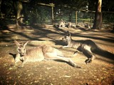 Koala Park