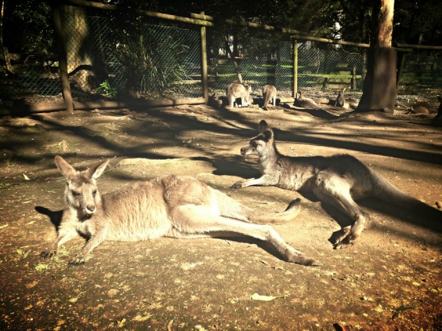 Koala Park