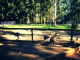 Koala Park