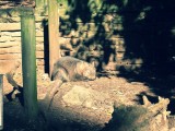 Wombat Betsy