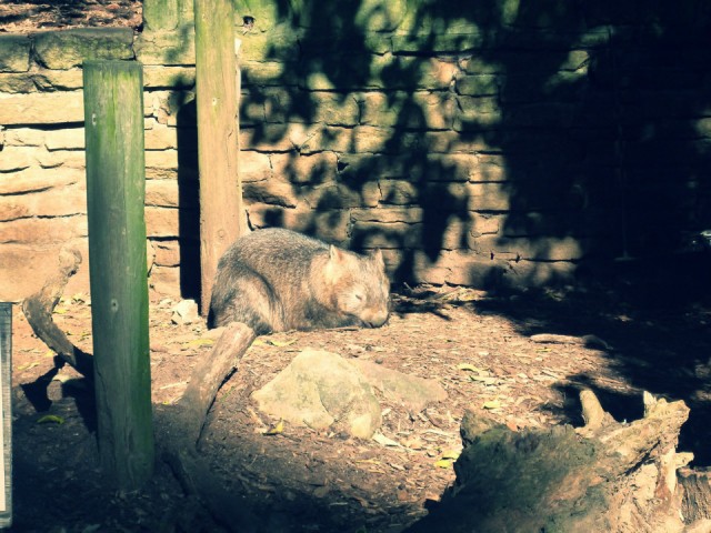 Wombat Betsy