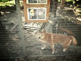 Dingo's