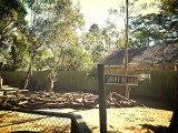 Swamp wallabies