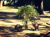 Swamp wallabies