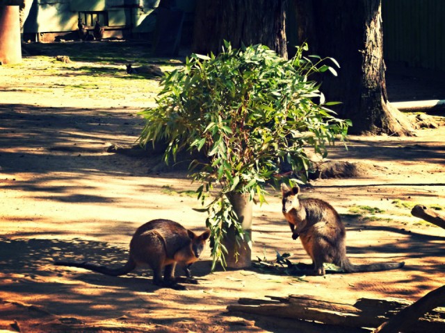 Swamp wallabies