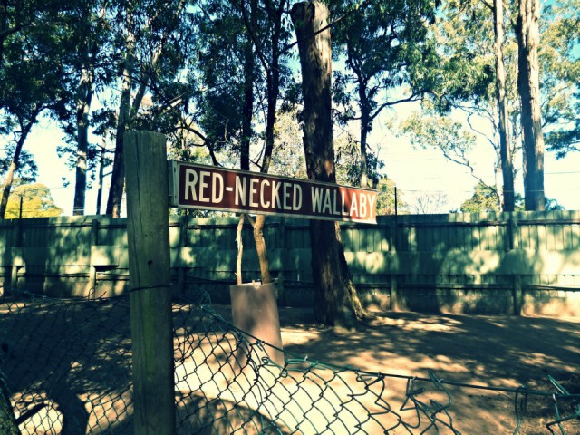 Red-Necked wallaby