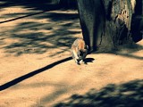 Red-Necked wallaby