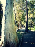 Gum Tree