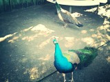 Hallo?