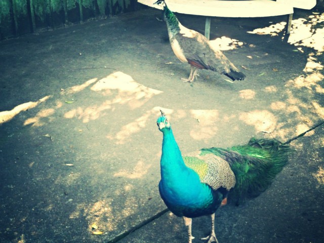 Hallo?
