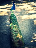 Chinees Peacock