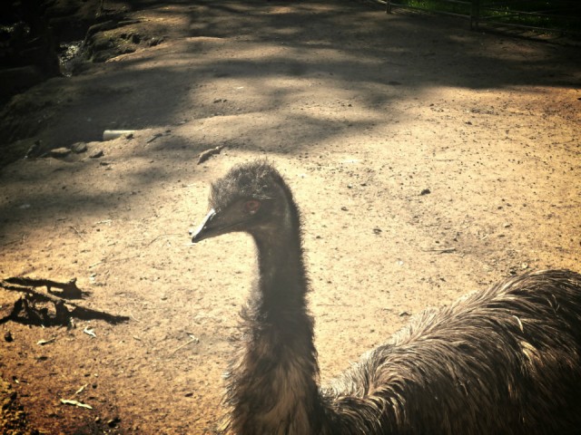 Hallo?