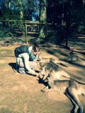 Kangaroos eten geven