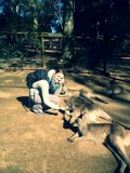 Kangaroos eten geven