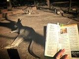 Boekje lezen tussen de grey kangaroos