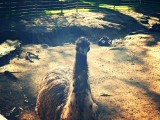 Hallo?