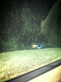 Dory!!