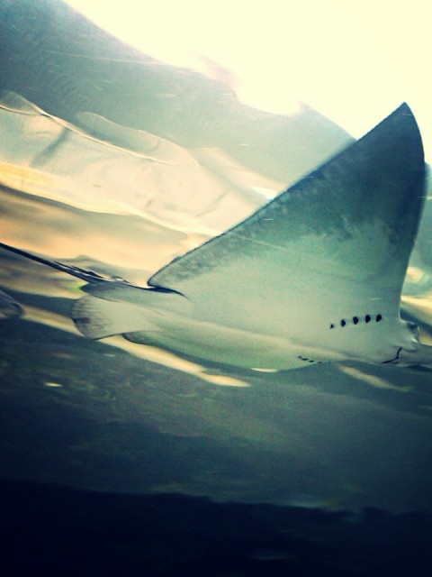Sydney Sea life