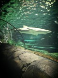 Sydney Sea life