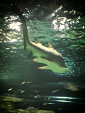 Sydney Sea life