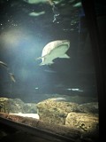 sydney Sea life