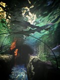 Sydney Sea life