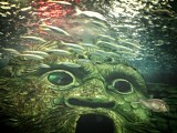 Sydney Sea life