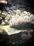 Sydney Sea life