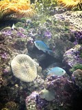 Sydney Sea life