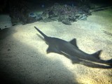 Sydney Sea life