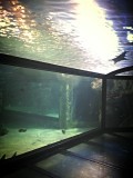 Sydney Sea life