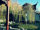 Chinees Garden of friendship