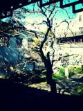 Chinees Garden of friendship