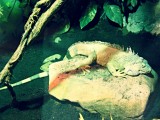 Reptile Park