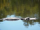 Alligator