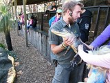 Alligator aaien