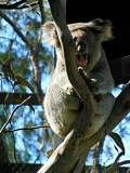 Hey, een gapende koala