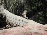 Reptile Park