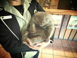 Wombat Betsy