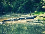 Alligators